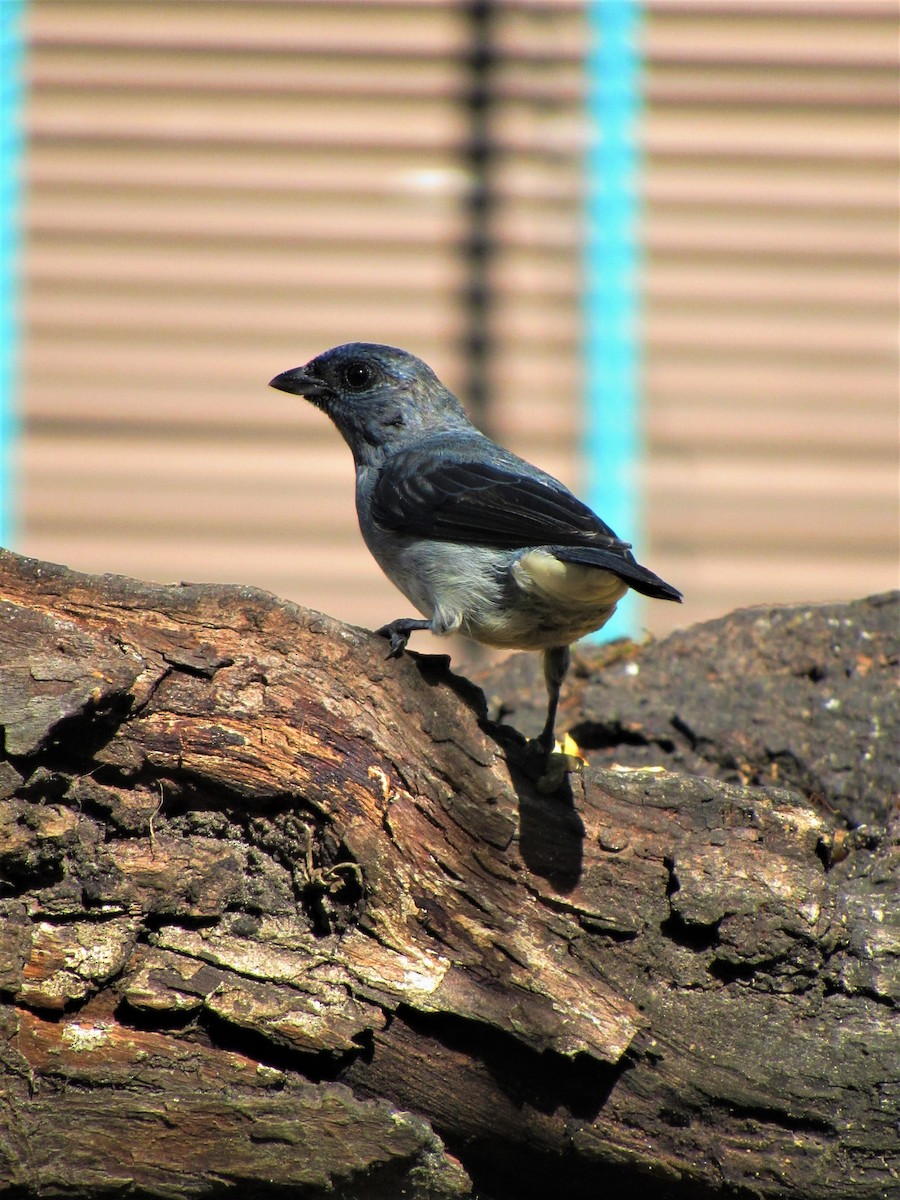 Plain-colored Tanager - ML620377611