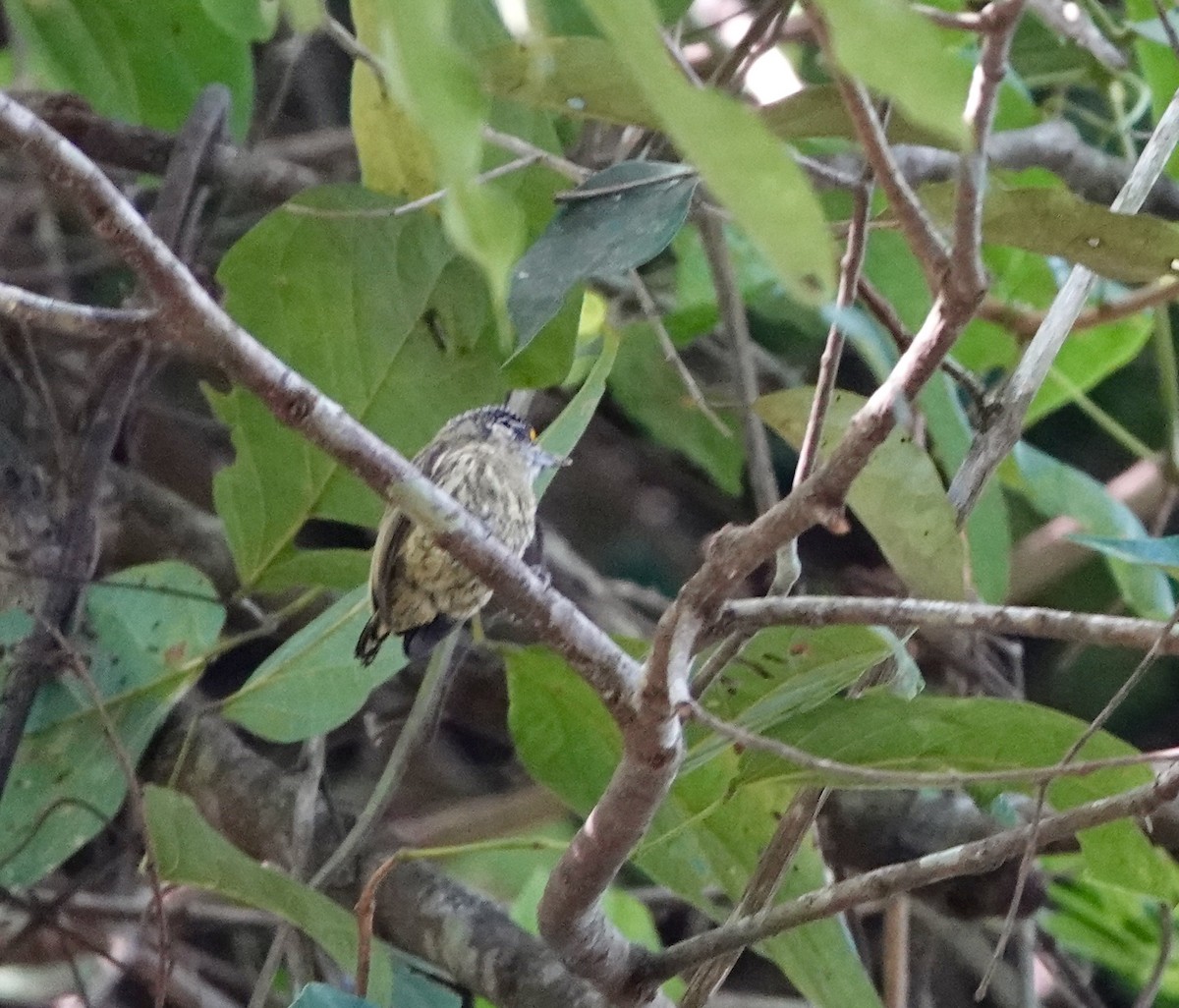 Bar-breasted Piculet - ML620377619