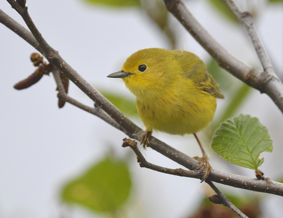 Yellow Warbler - ML620377621