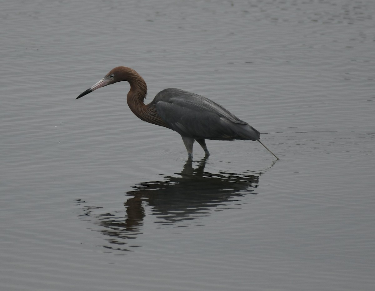 Reddish Egret - ML620377630