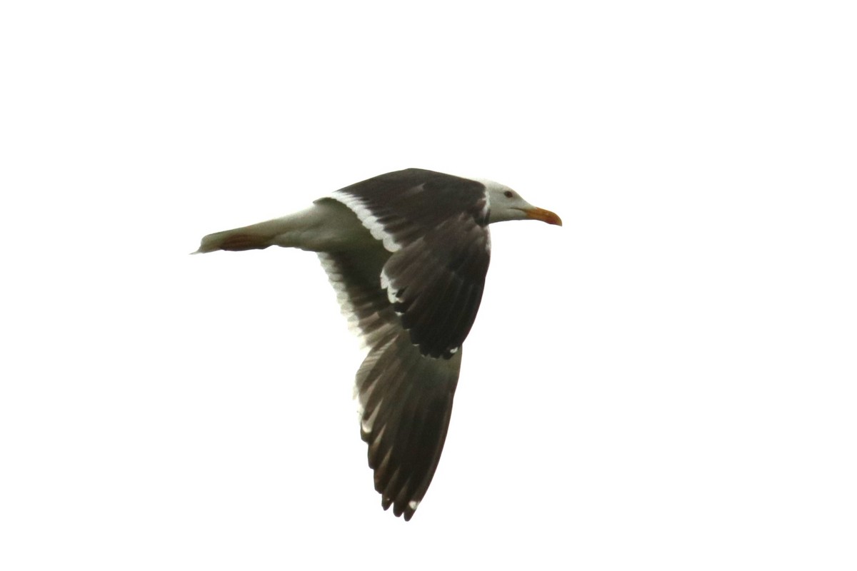 Lesser Black-backed Gull - ML620377636
