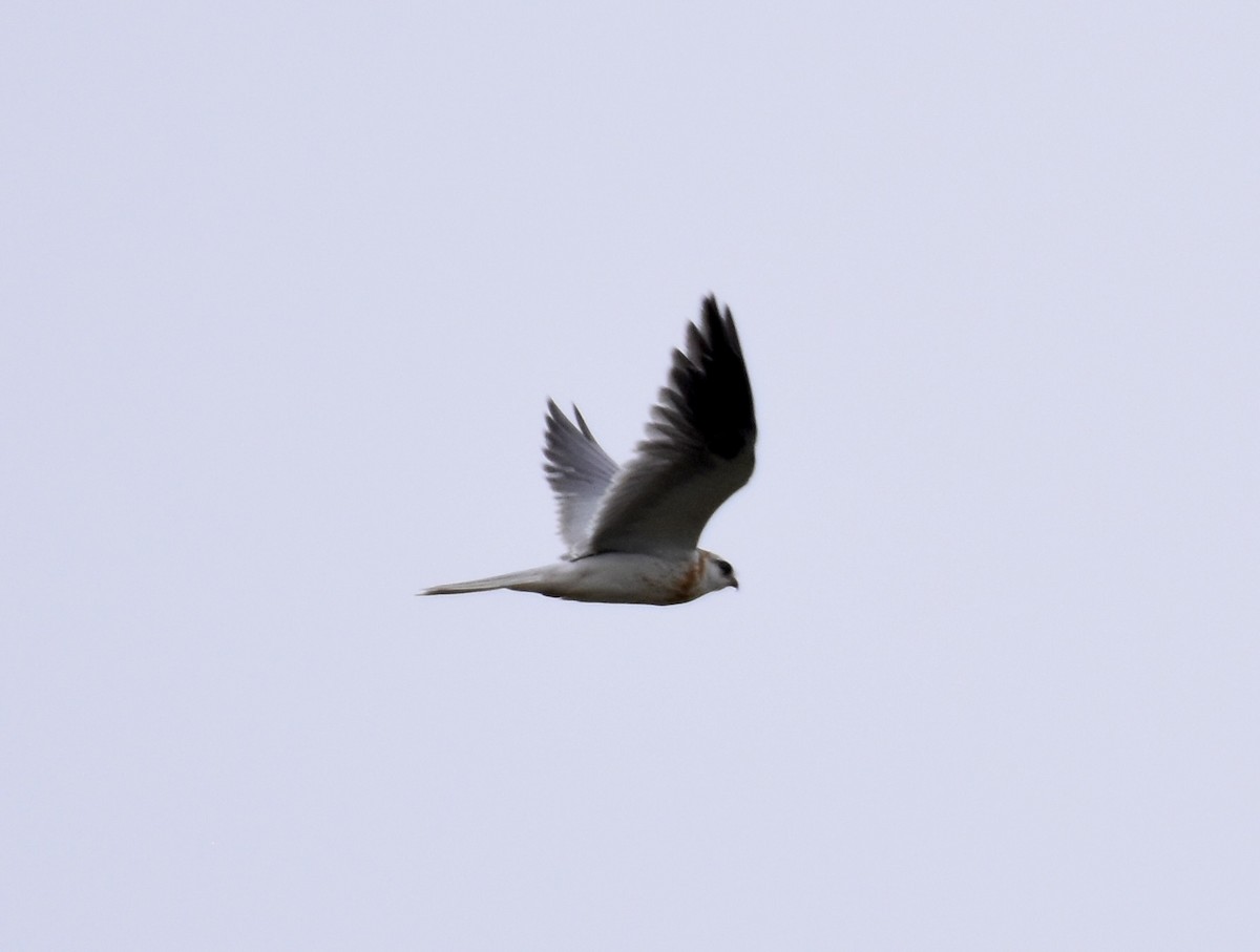 White-tailed Kite - ML620377637