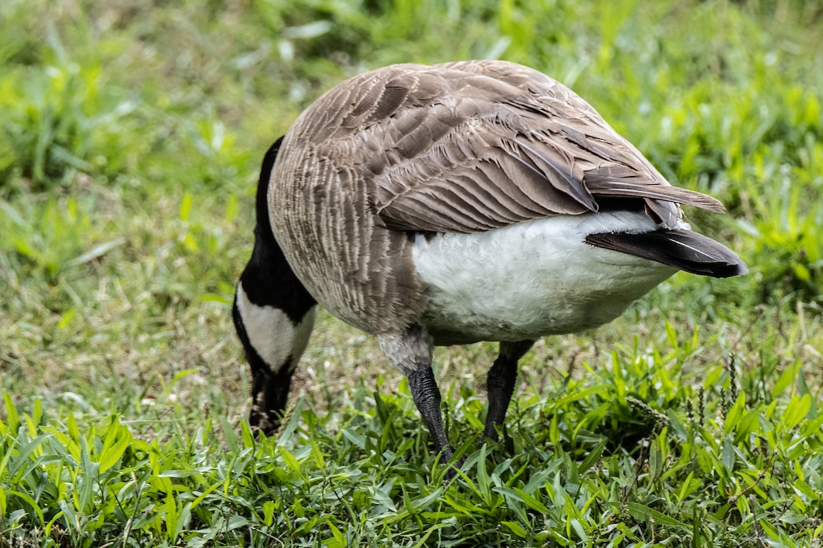 Canada Goose - ML620377645