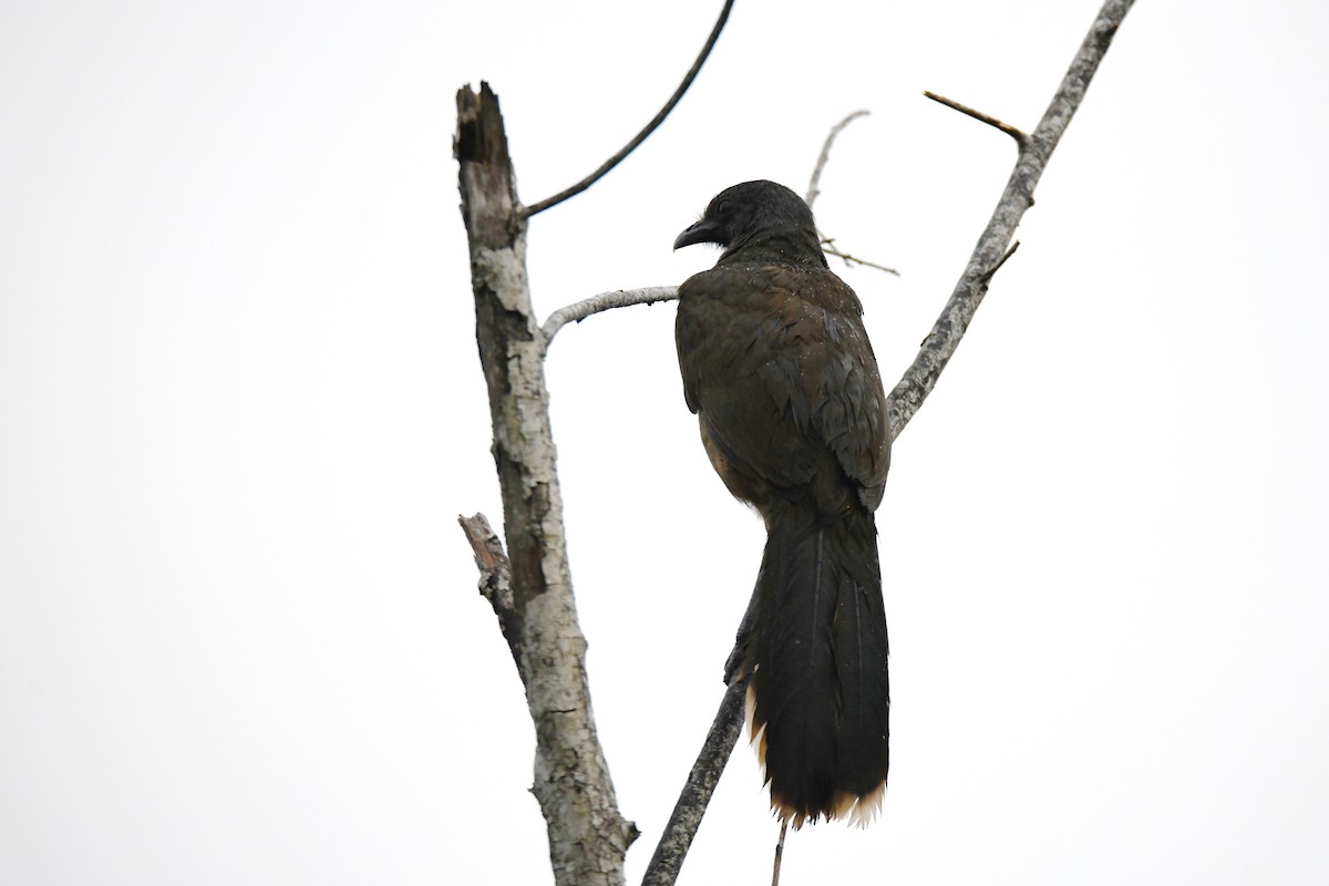 Plain Chachalaca - ML620377656