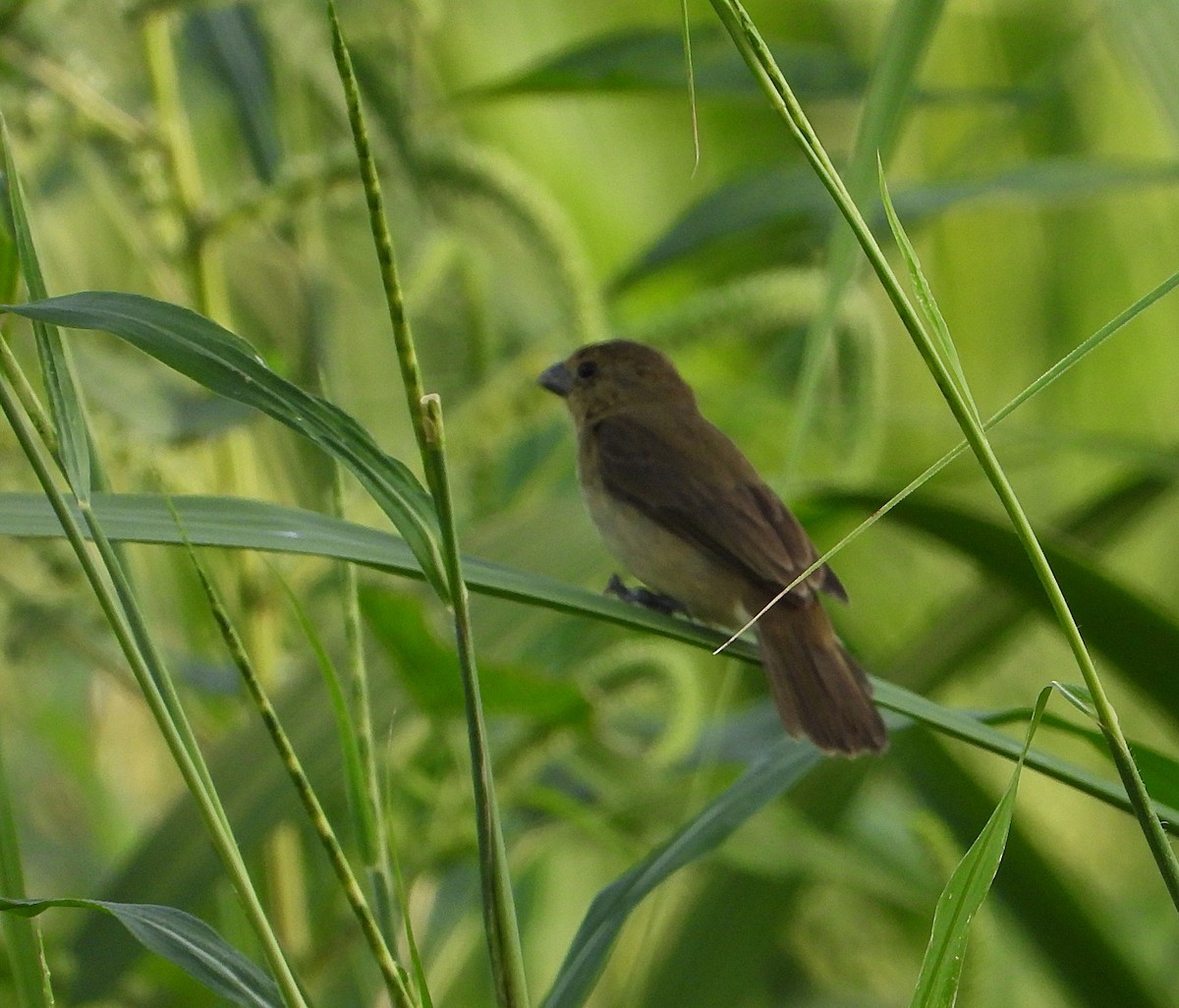 Yellow-bellied Seedeater - ML620377663