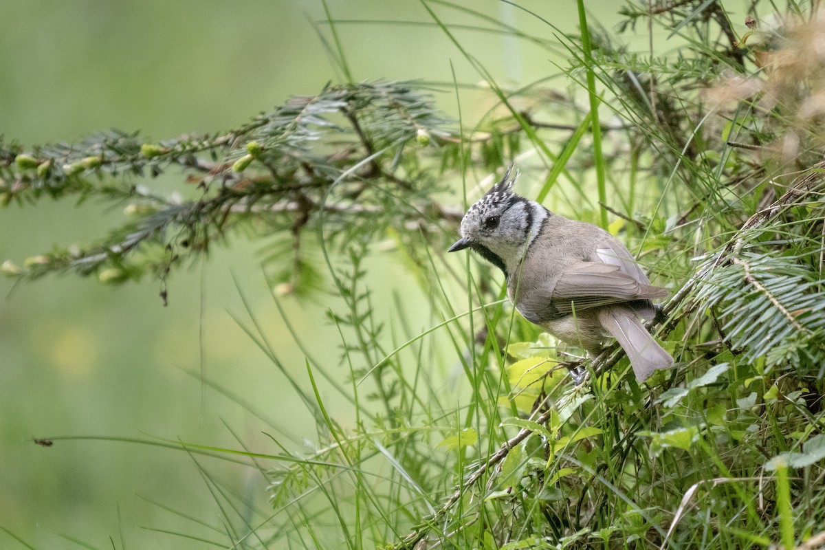 Crested Tit - ML620377673