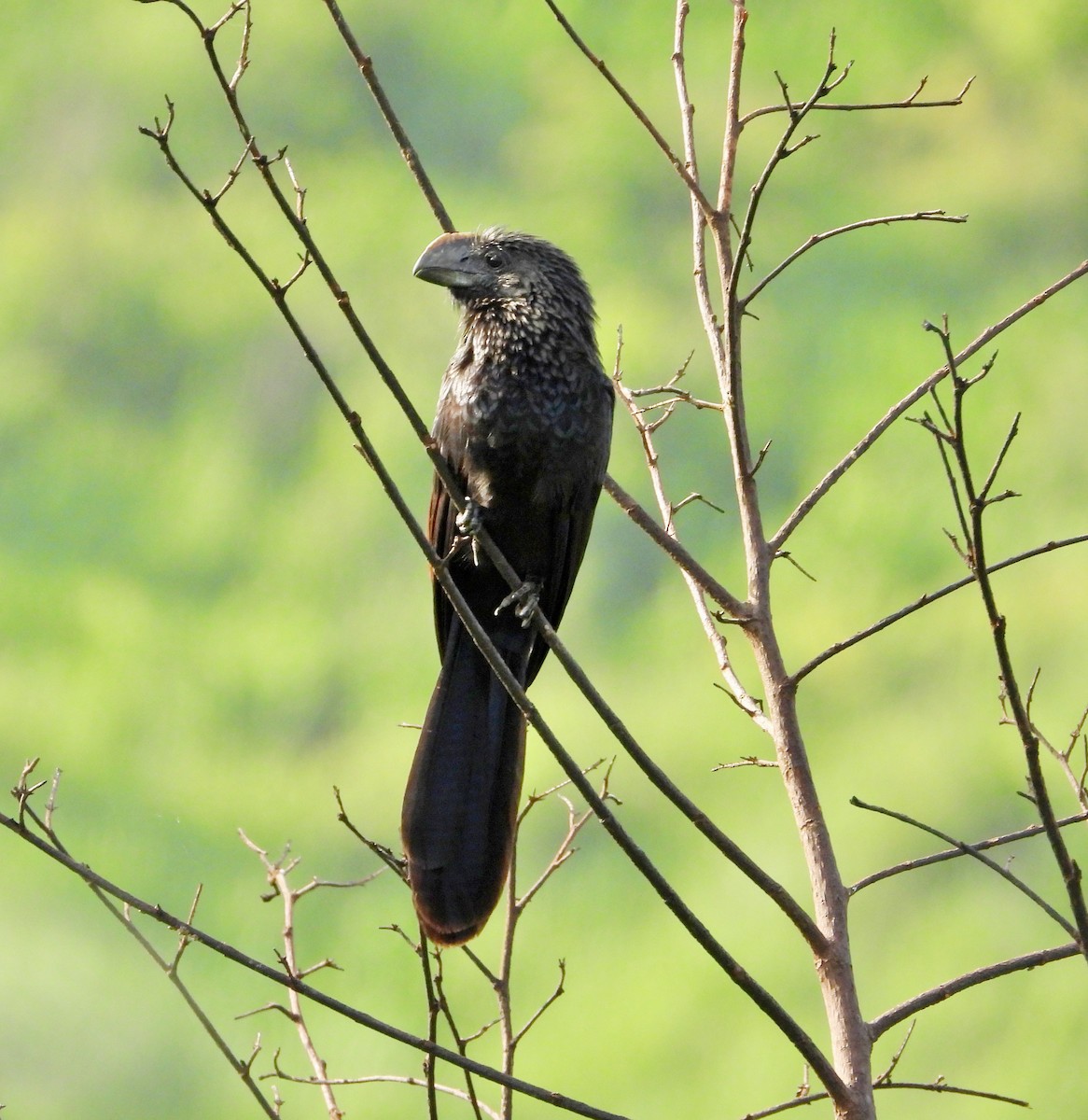 Smooth-billed Ani - ML620377675