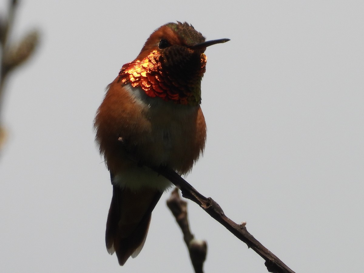 Rufous Hummingbird - ML620377677