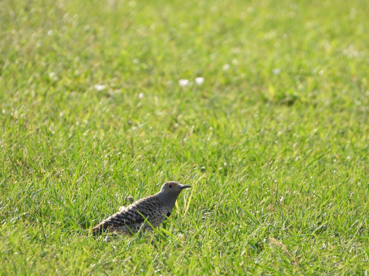 Northern Flicker - ML620377683