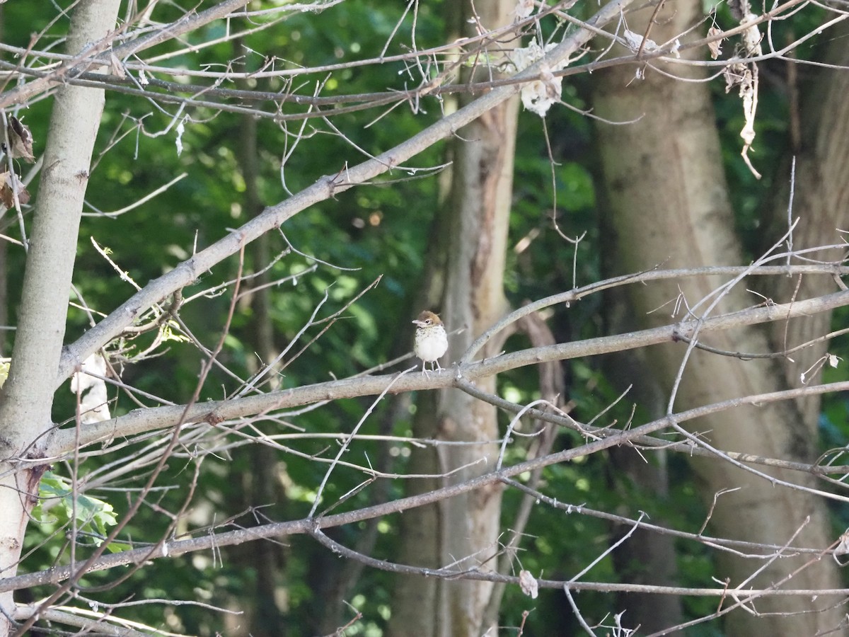 Wood Thrush - Amy Henrici