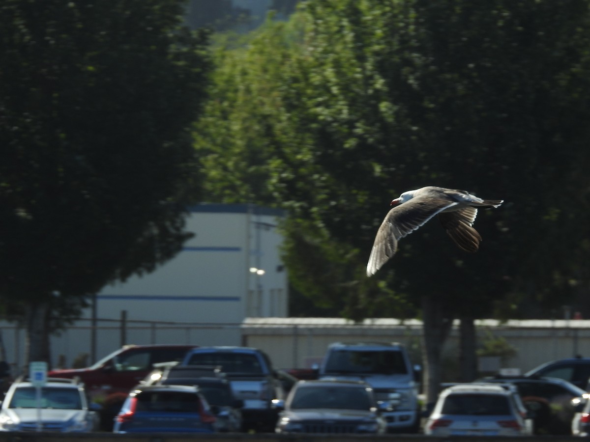 Heermann's Gull - ML620377688