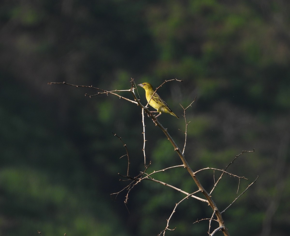 黑頭織雀 - ML620377700