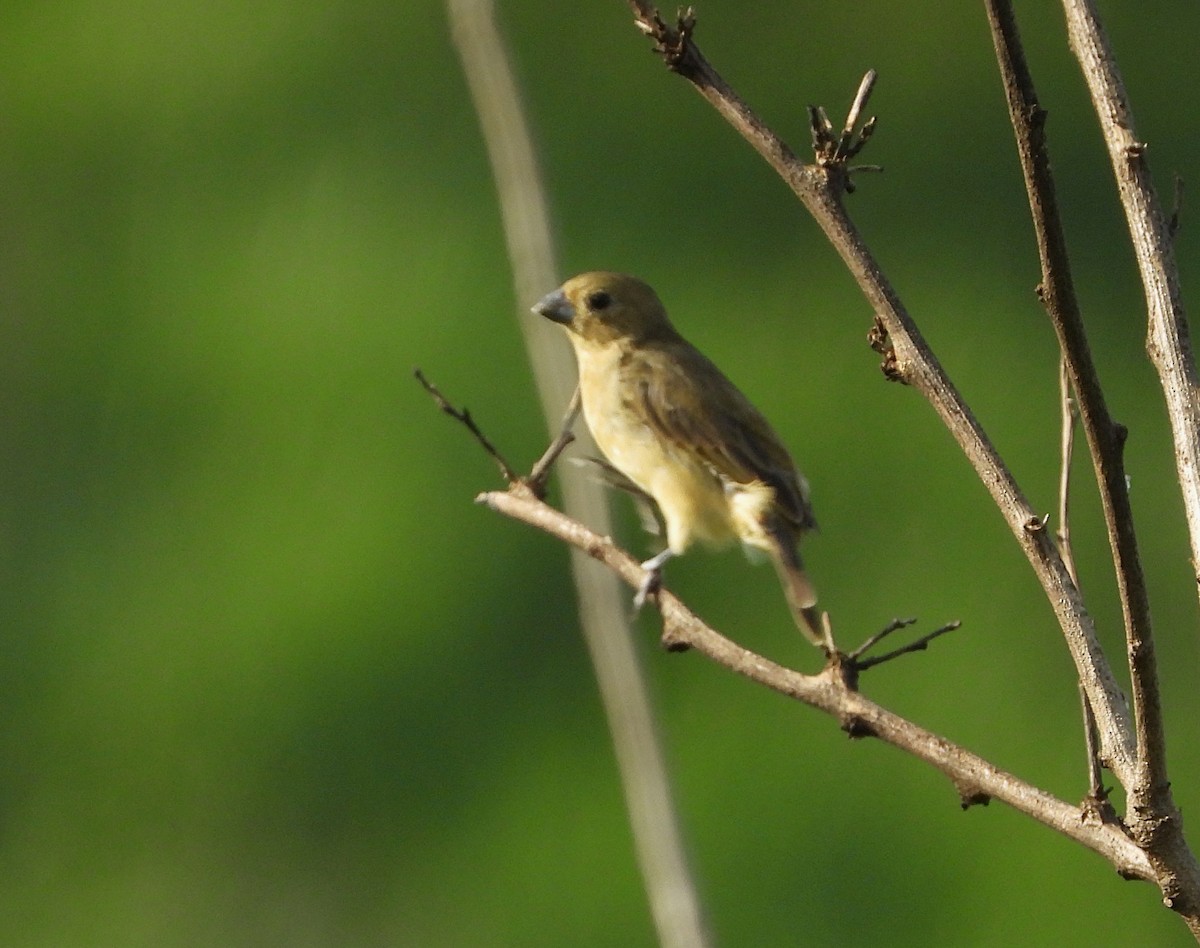 Yellow-bellied Seedeater - ML620377702