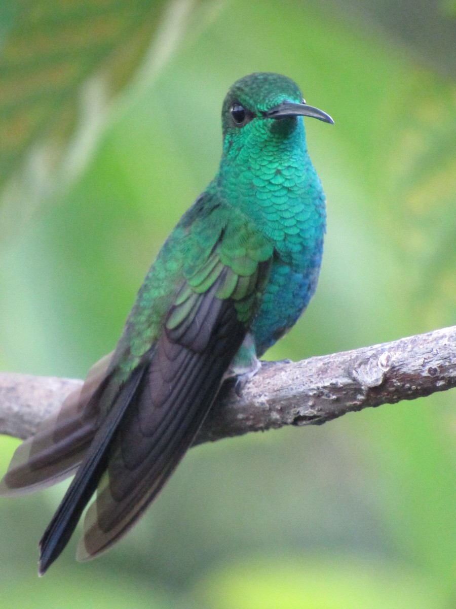 Colibrí de Buffon - ML620377704