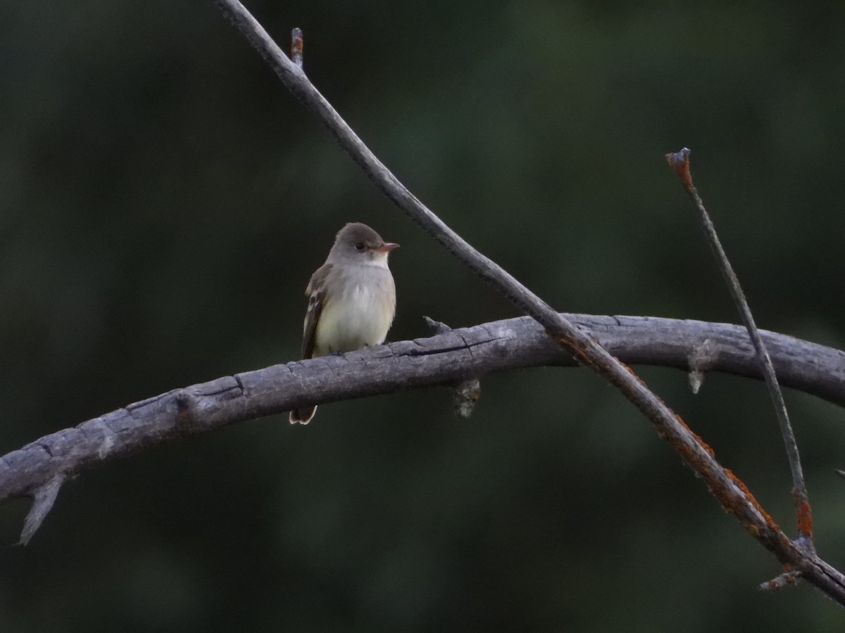 Willow Flycatcher - ML620377705