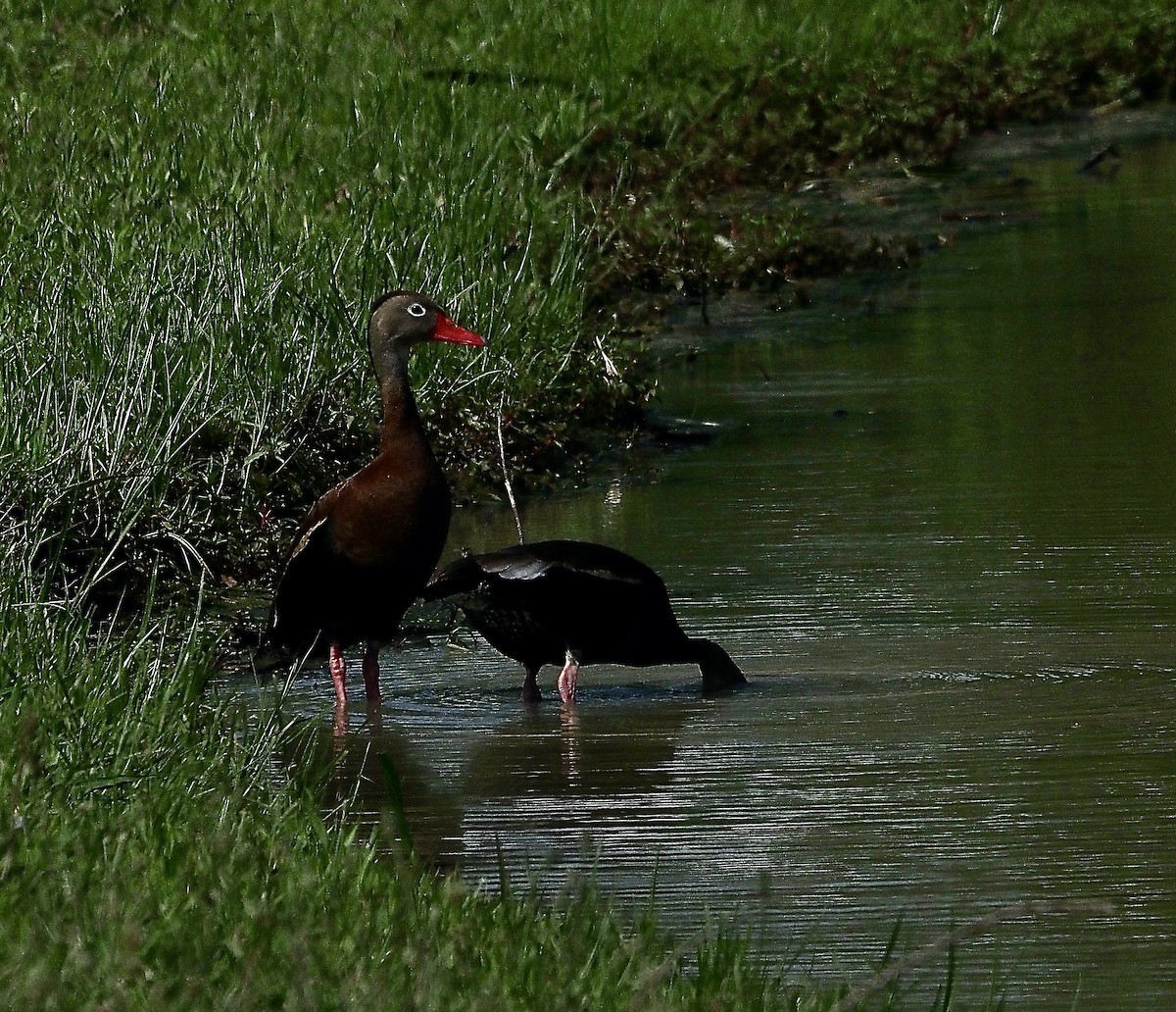 アカハシリュウキュウガモ - ML620377710