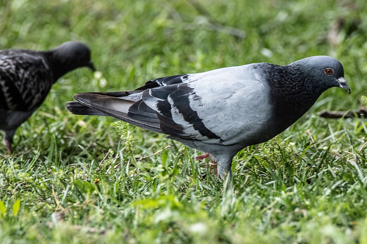 Rock Pigeon (Feral Pigeon) - ML620377714