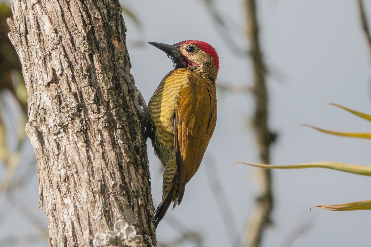 Golden-olive Woodpecker - ML620377739
