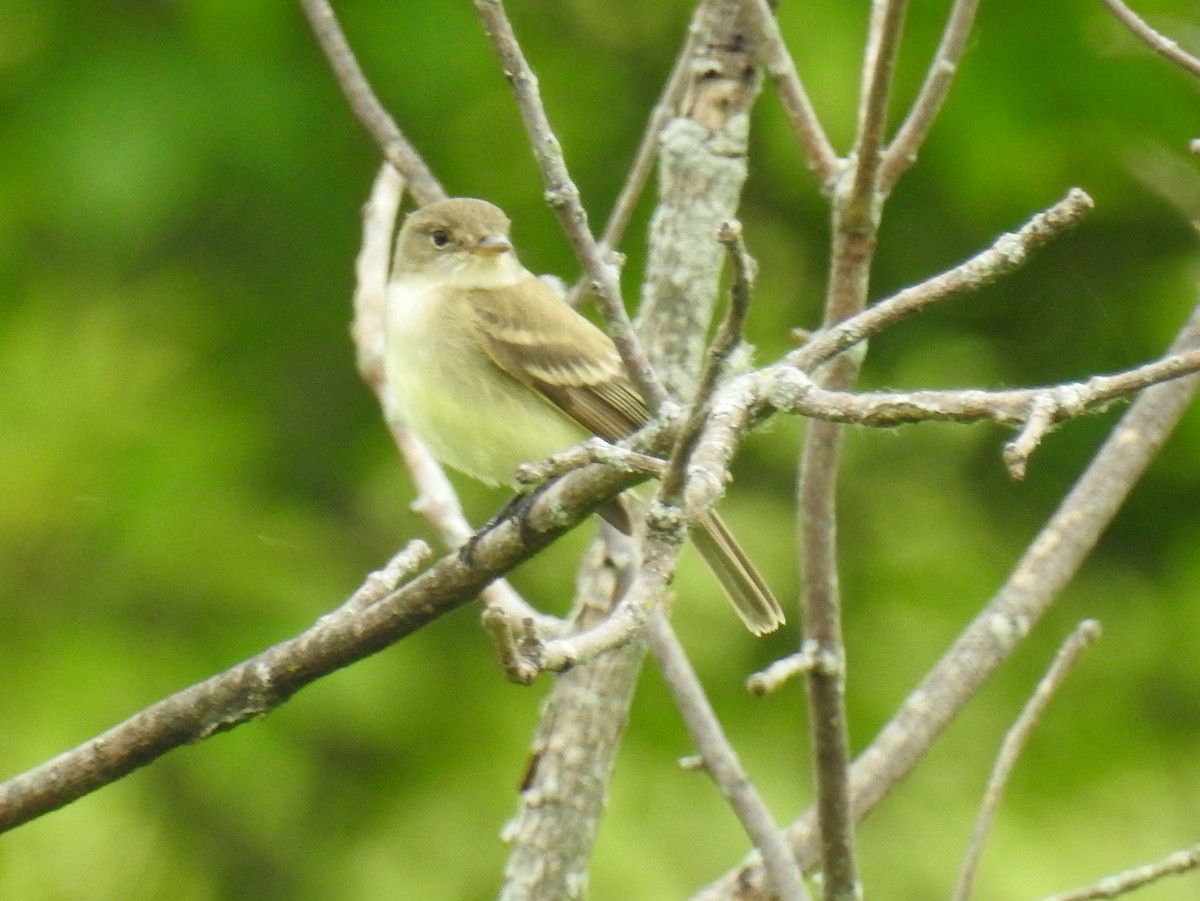 Willow Flycatcher - ML620377743