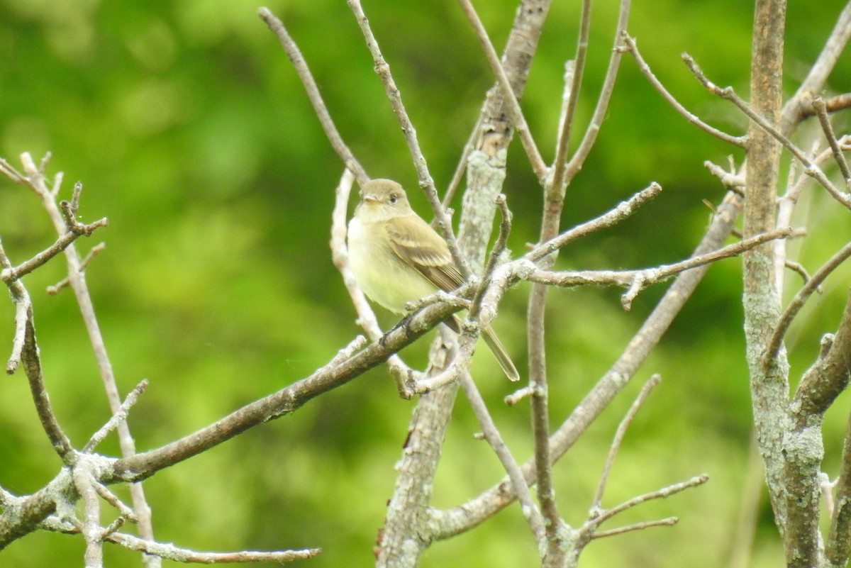 Willow Flycatcher - James Holsinger