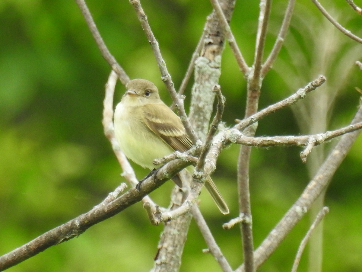 Willow Flycatcher - ML620377745