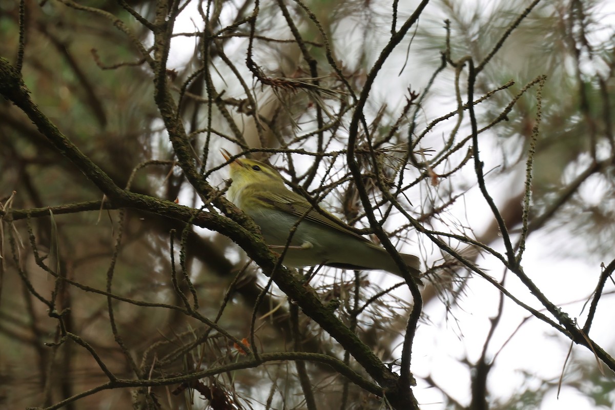 Wood Warbler - ML620377748