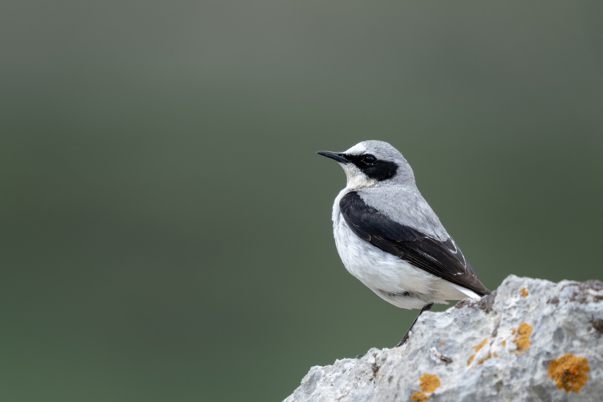 Northern Wheatear - ML620377761