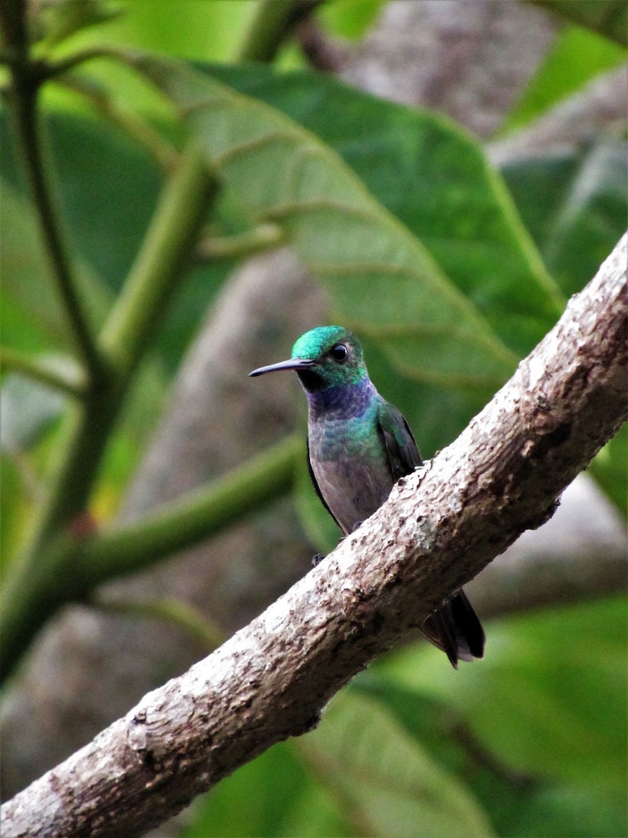 Blue-chested Hummingbird - ML620377762