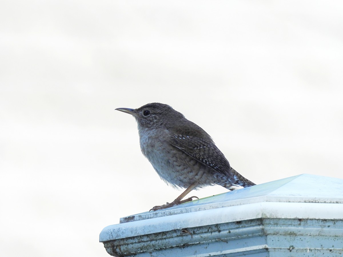 House Wren - ML620377773