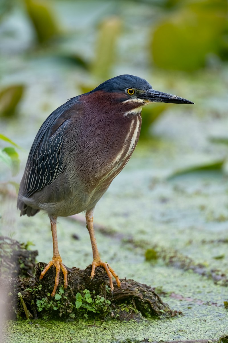 Green Heron - ML620377779