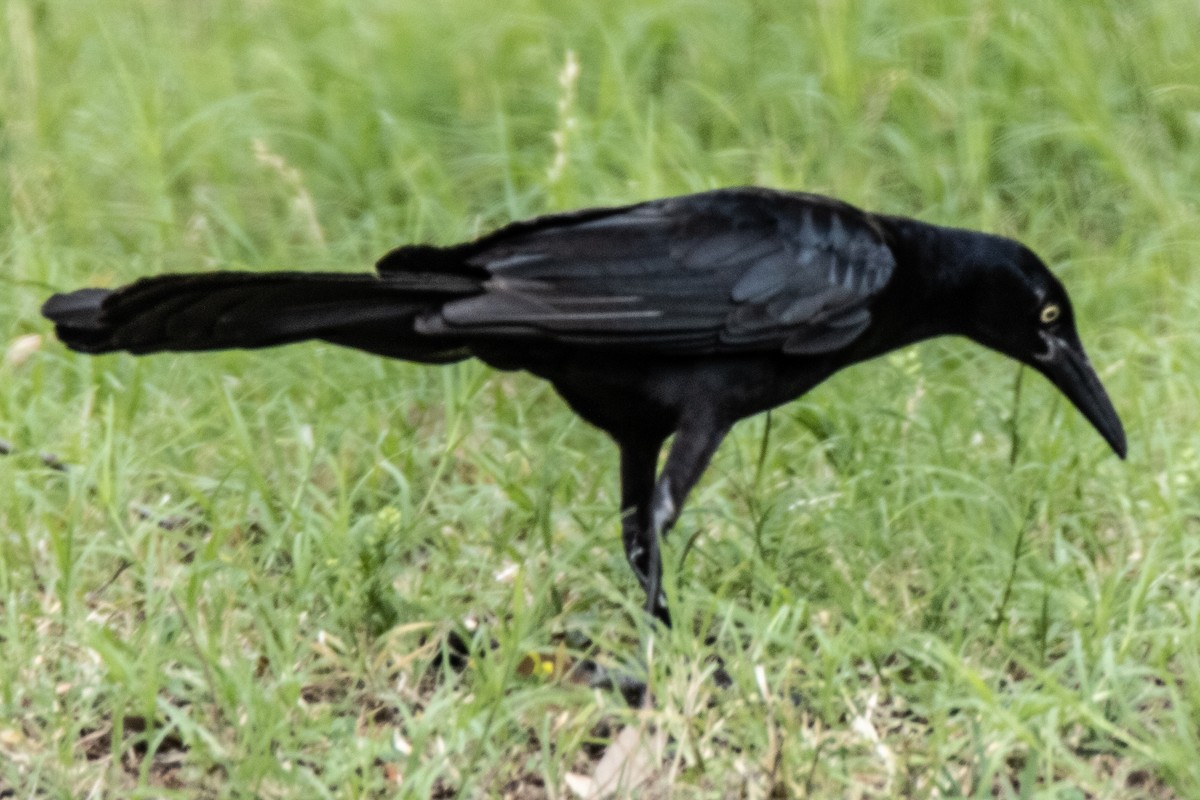 Great-tailed Grackle - ML620377781