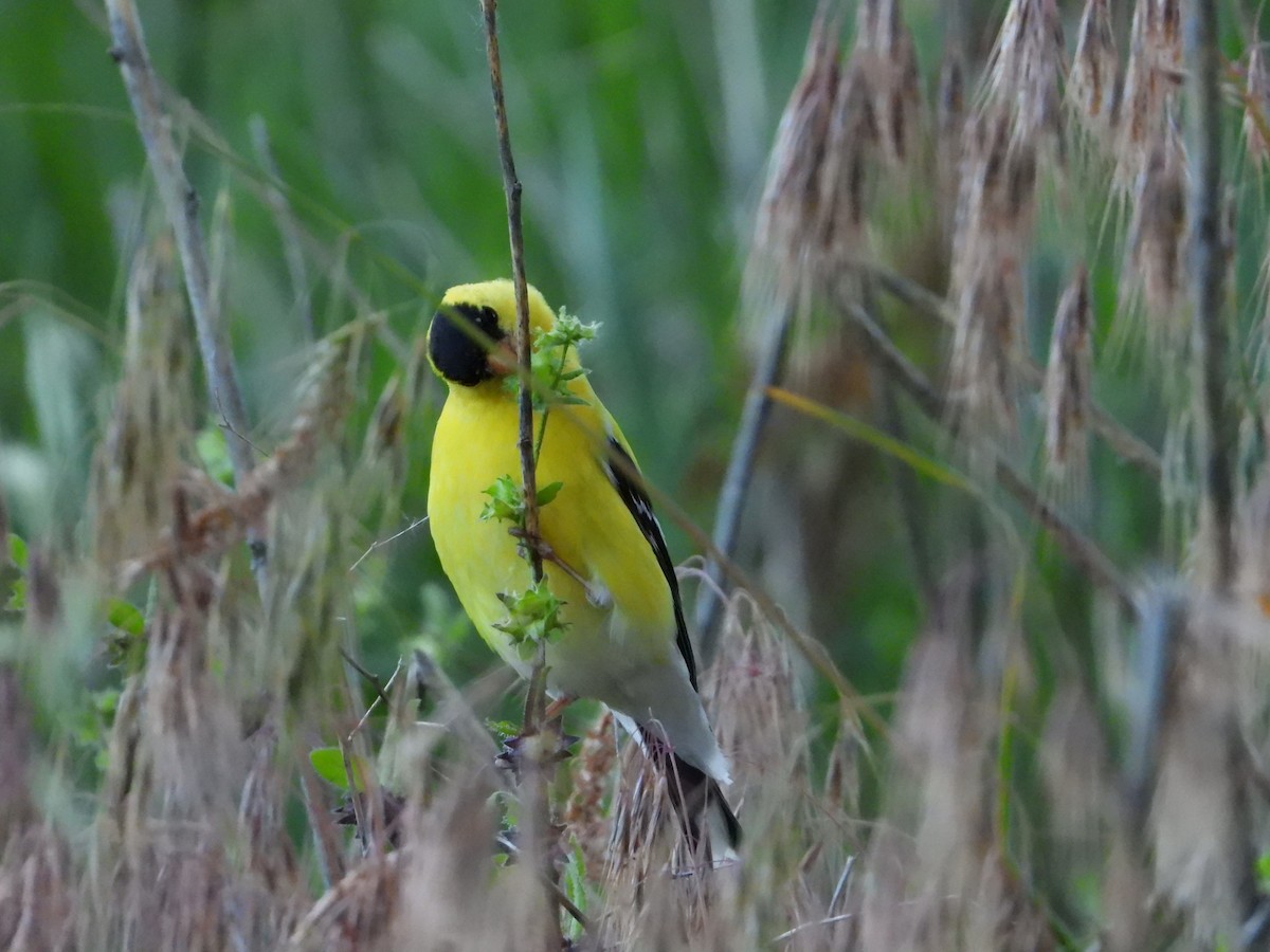 Chardonneret jaune - ML620377785