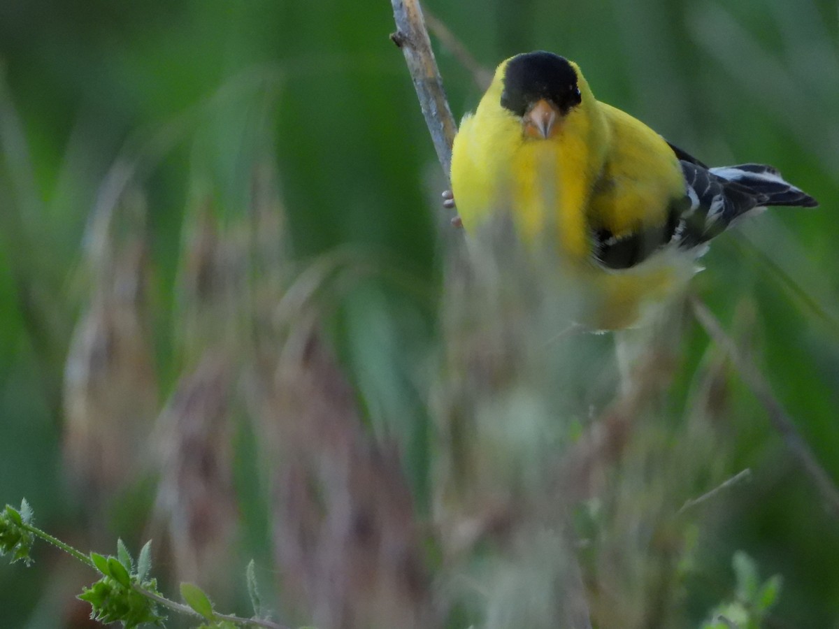 American Goldfinch - ML620377787