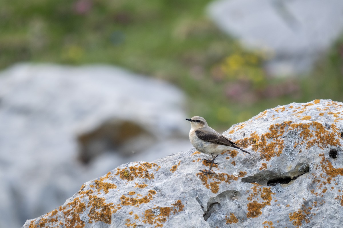 Northern Wheatear - ML620377790