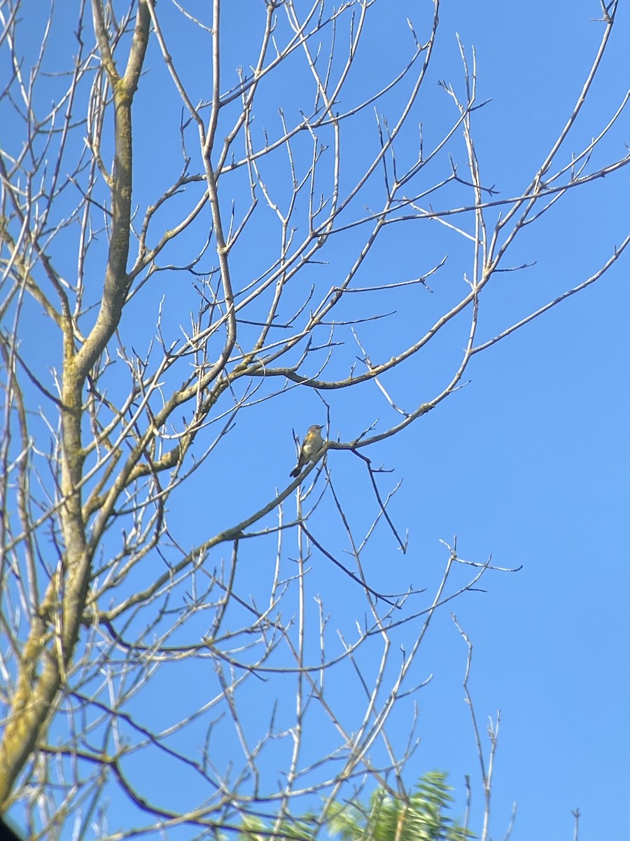 American Redstart - ML620377794