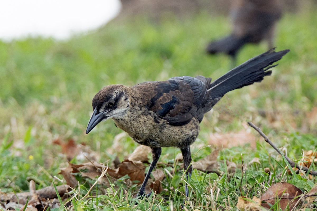 Great-tailed Grackle - ML620377797