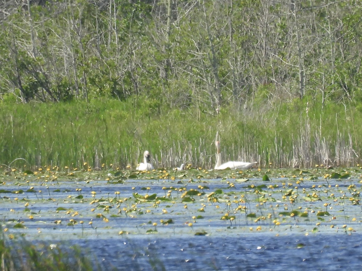 Trumpeter Swan - ML620377798