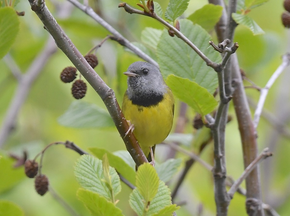 Mourning Warbler - ML620377801