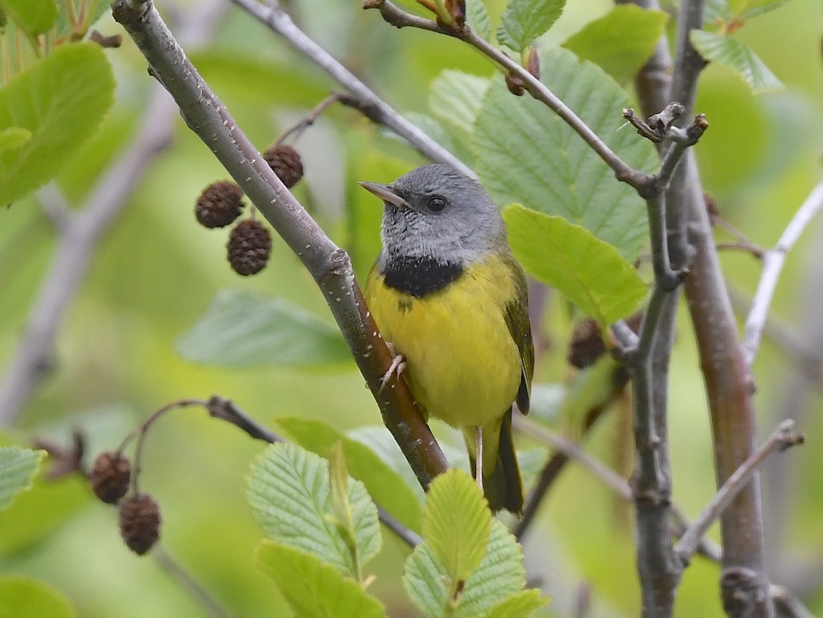 Mourning Warbler - ML620377802