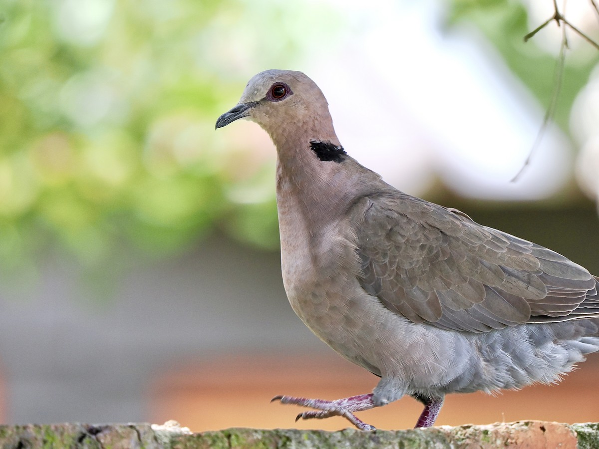 Red-eyed Dove - ML620377807