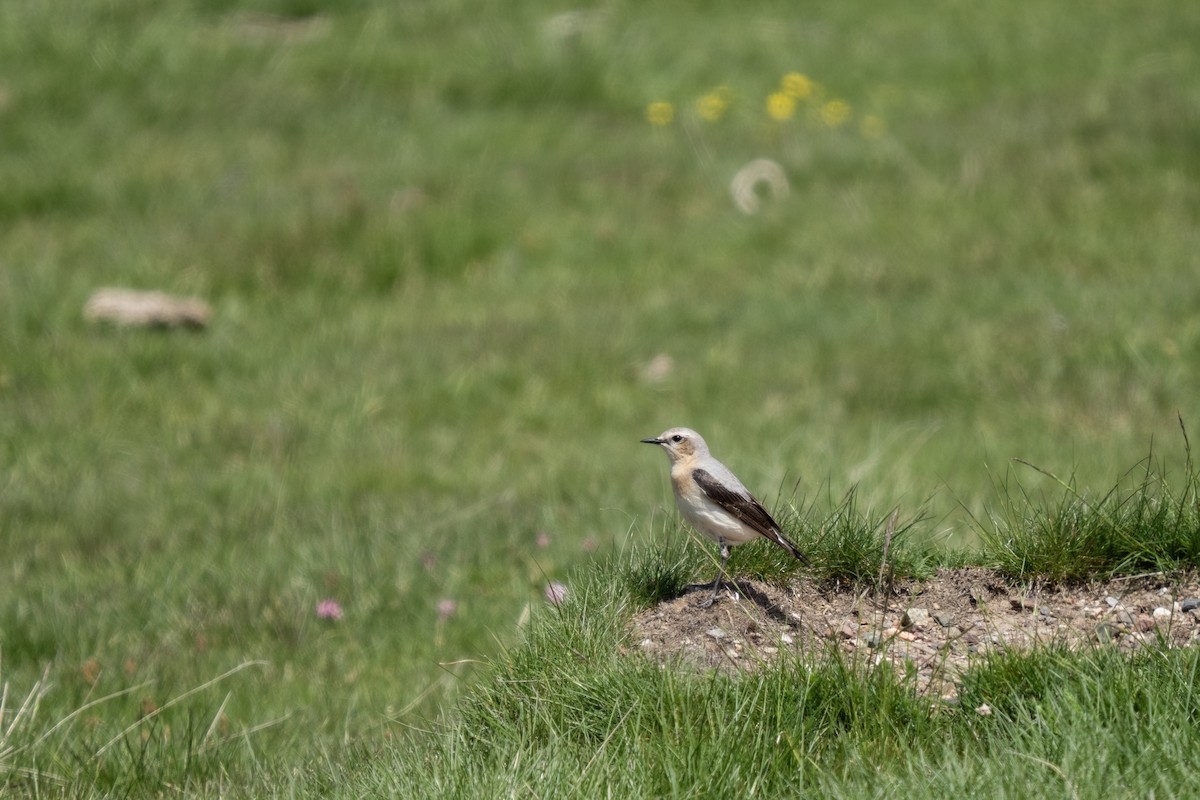 Northern Wheatear - ML620377810