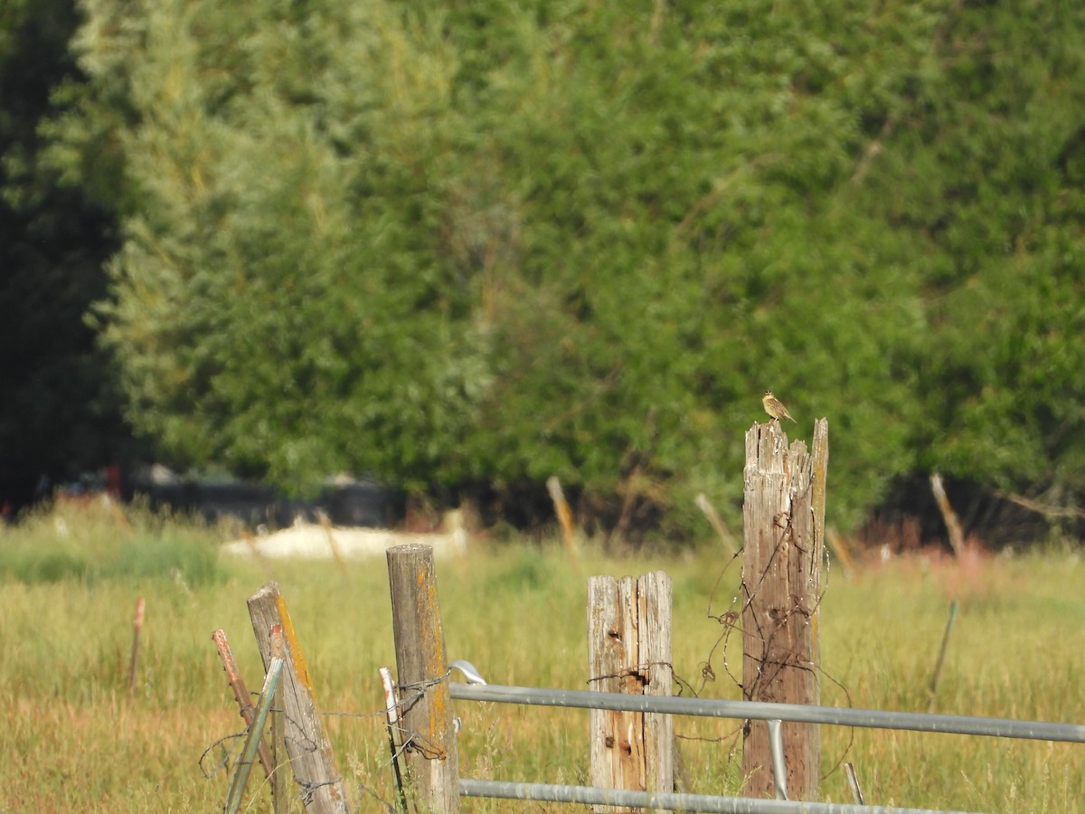 bobolink americký - ML620377812