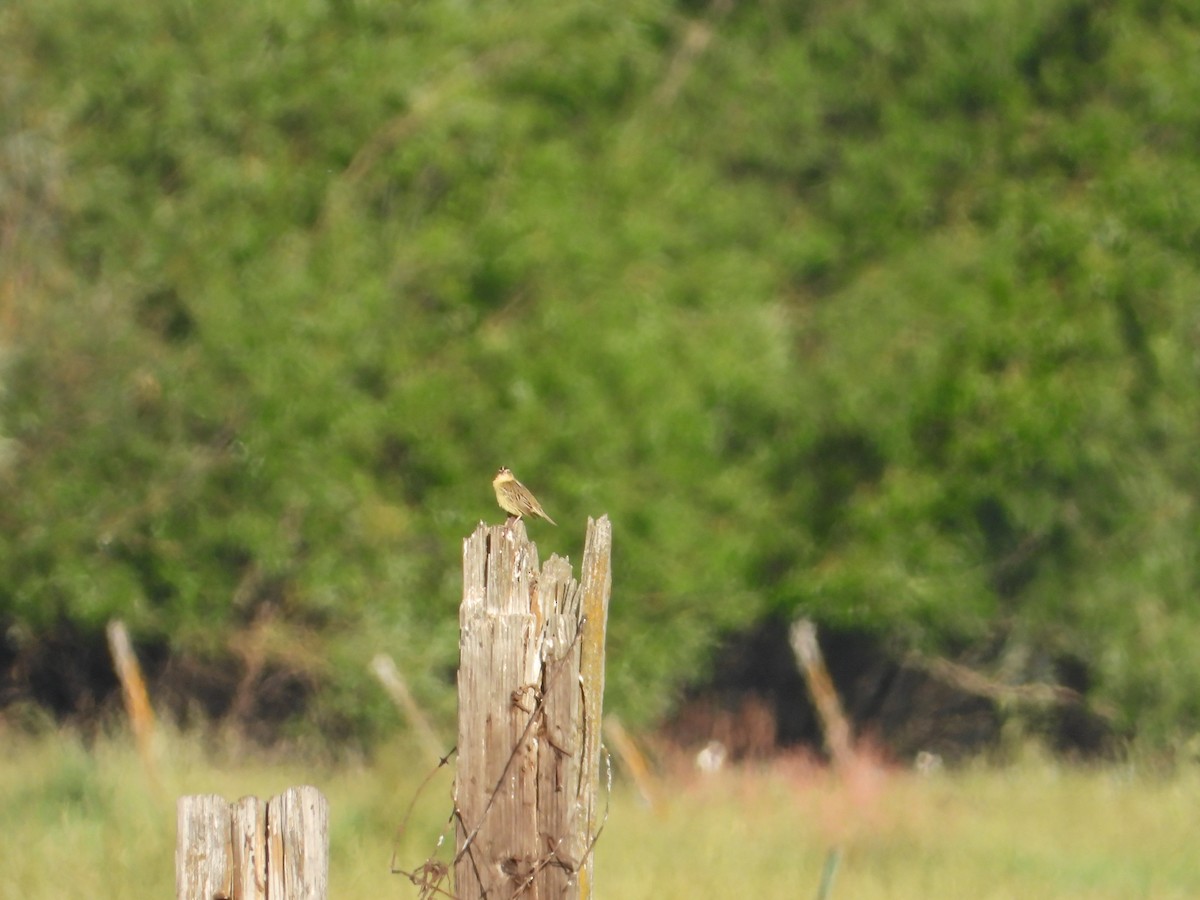 bobolink americký - ML620377813