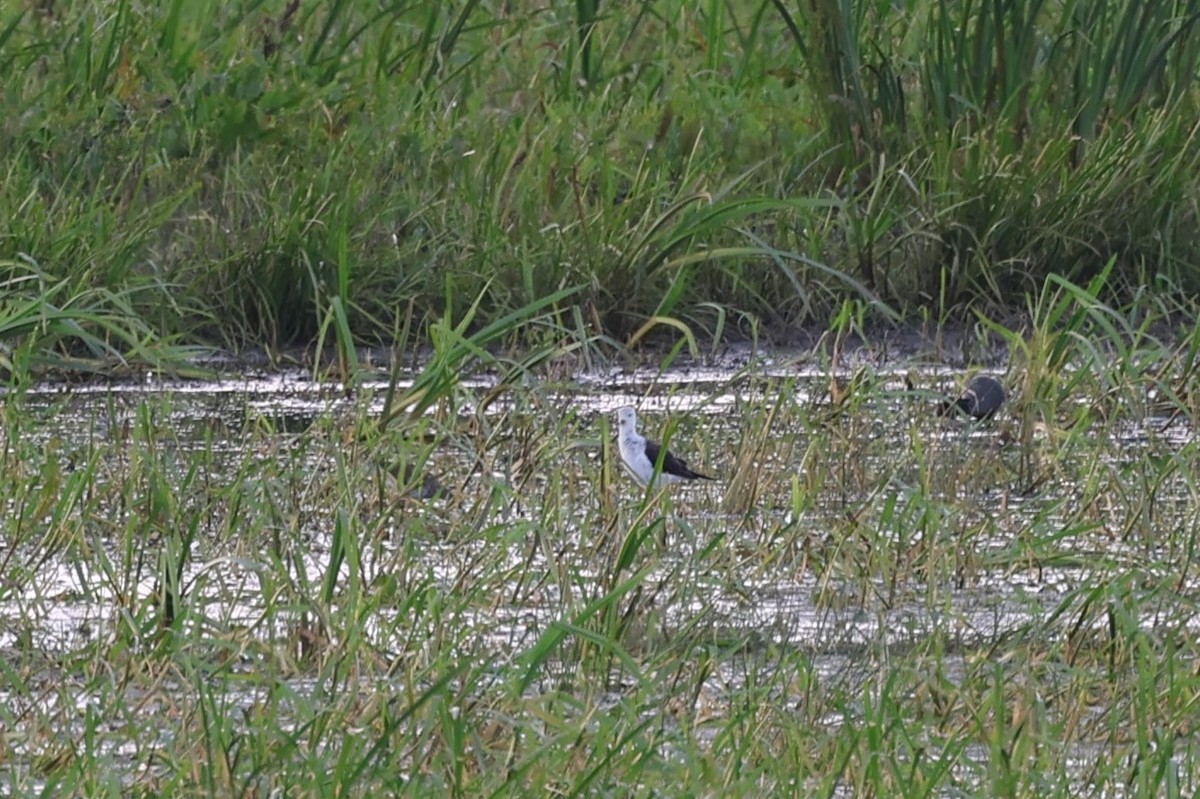 Black-winged Stilt - ML620377816