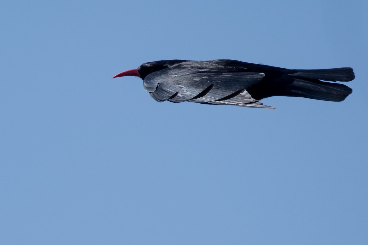 Red-billed Chough - ML620377818