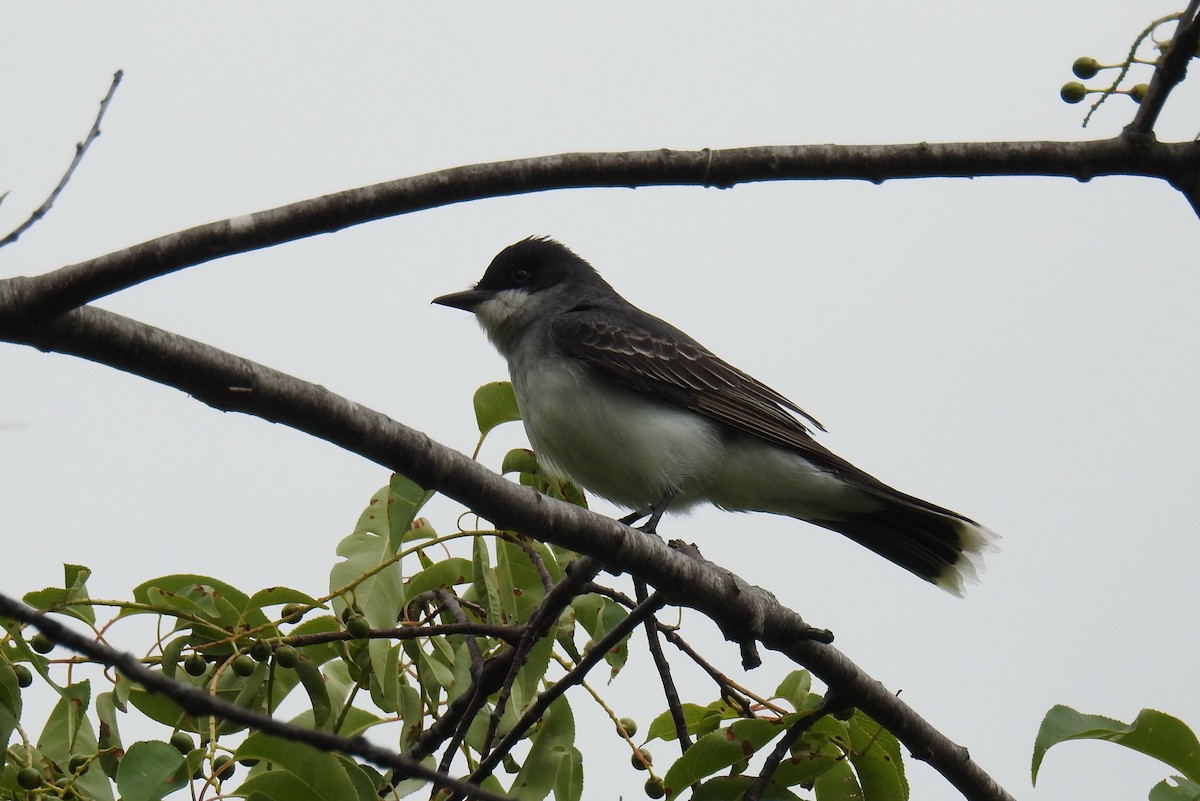 Eastern Kingbird - ML620377823