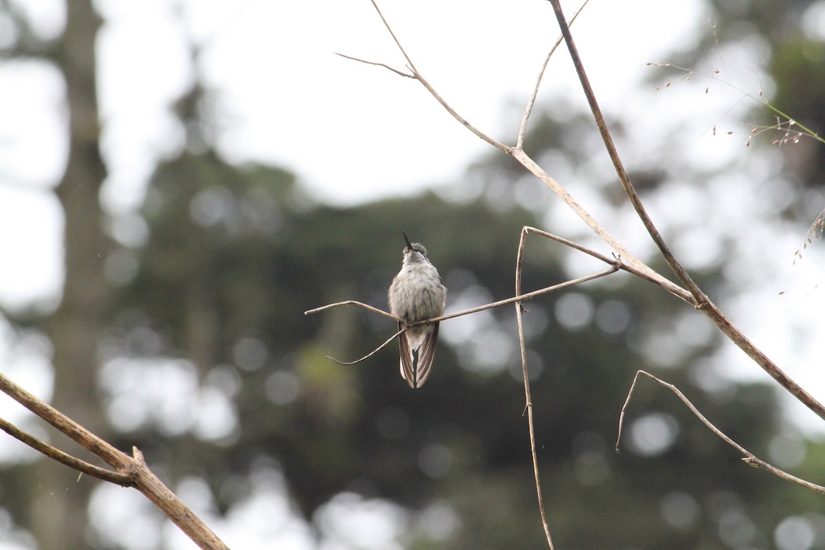 Colibrí Gorjiescamoso - ML620377831