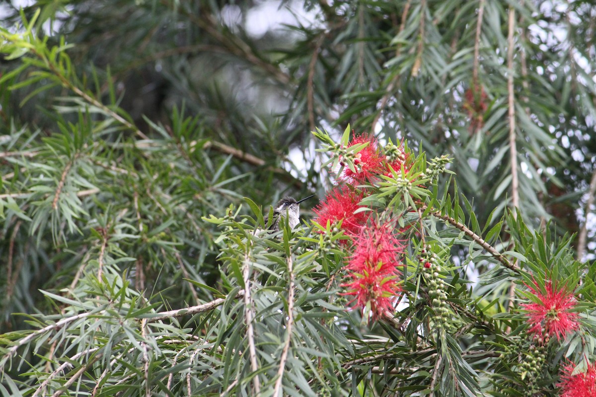 Colibrí Gorjiescamoso - ML620377841