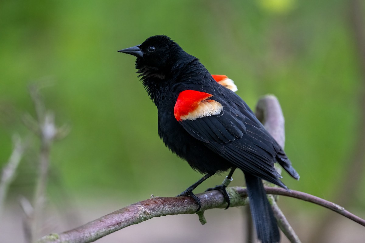 Red-winged Blackbird - ML620377842
