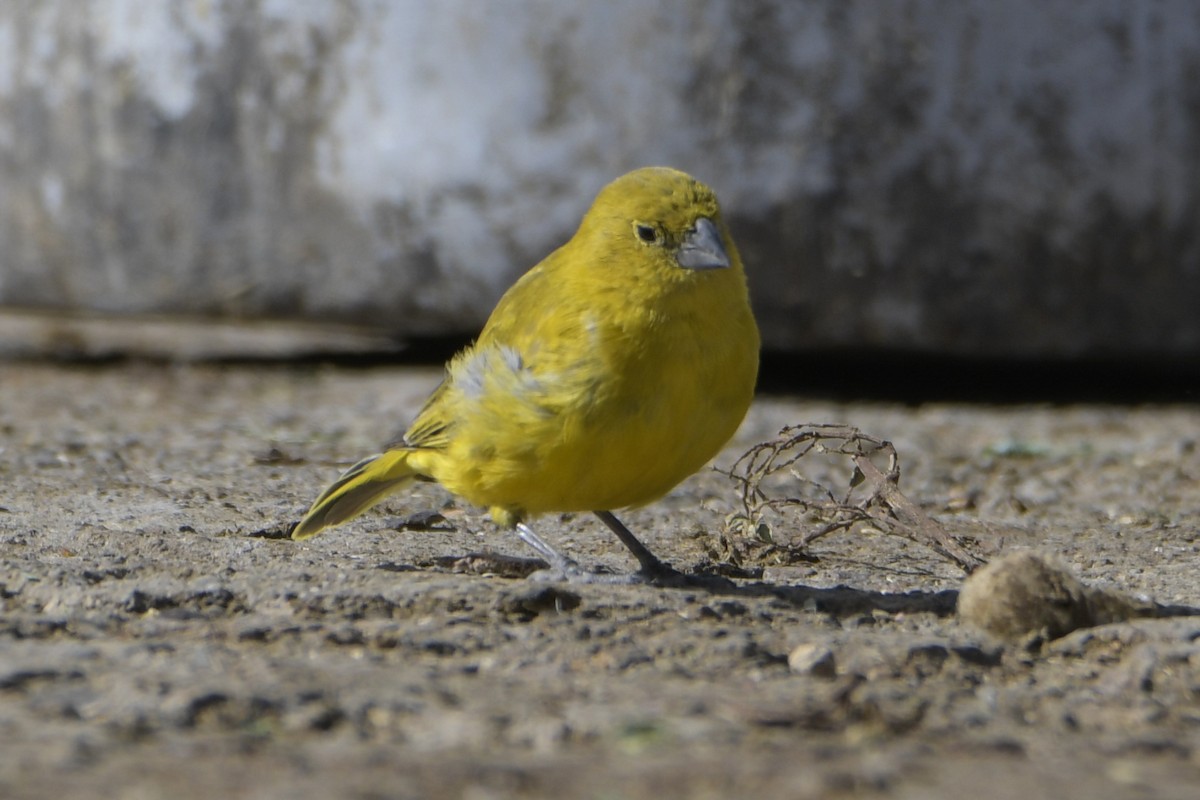 Puna Yellow-Finch - ML620377846